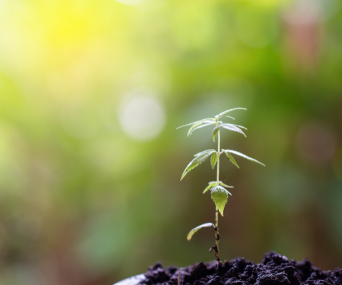 Cannabis Plant In Early Growth Stages