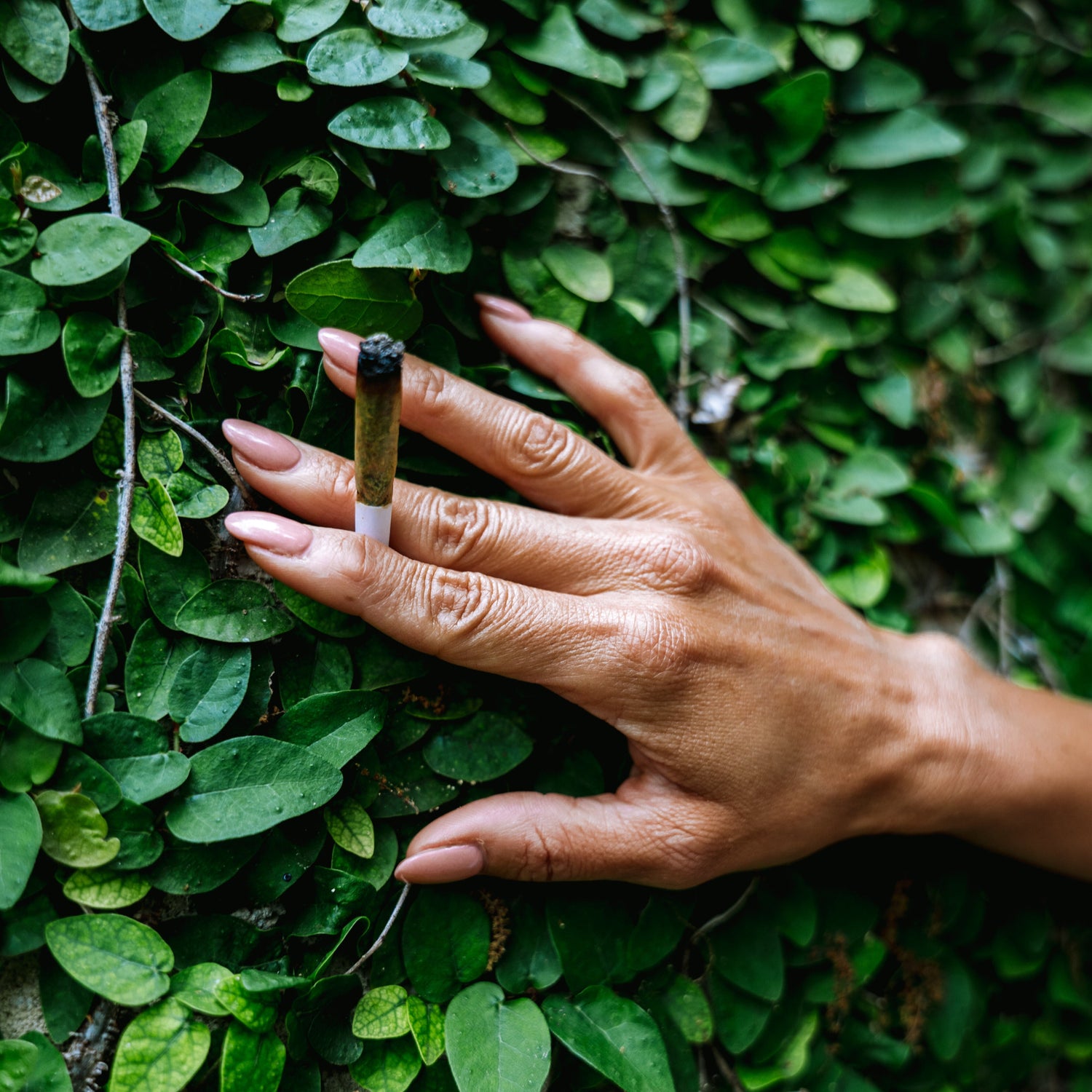 THCa Live Resin Core Infused Pre Roll, 5ct